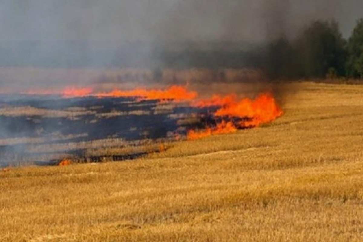 Министерство Экологии и Природных Ресурсов: Пожар в Шабране возник в результате неосторожного обращения с огнем