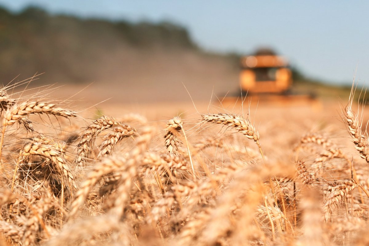Доля России в импорте пшеницы в Азербайджан резко снизилась
