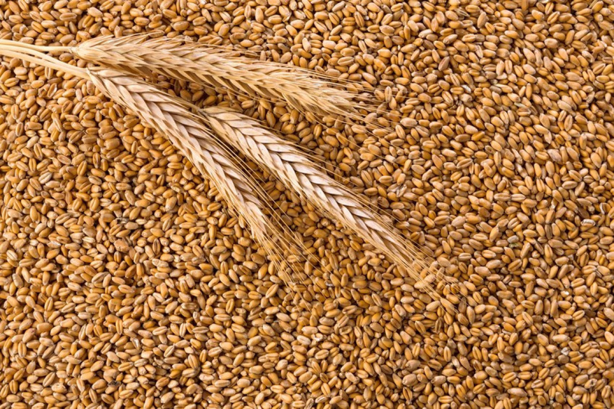 Азербайджан увеличил импорт пшеницы на 8%