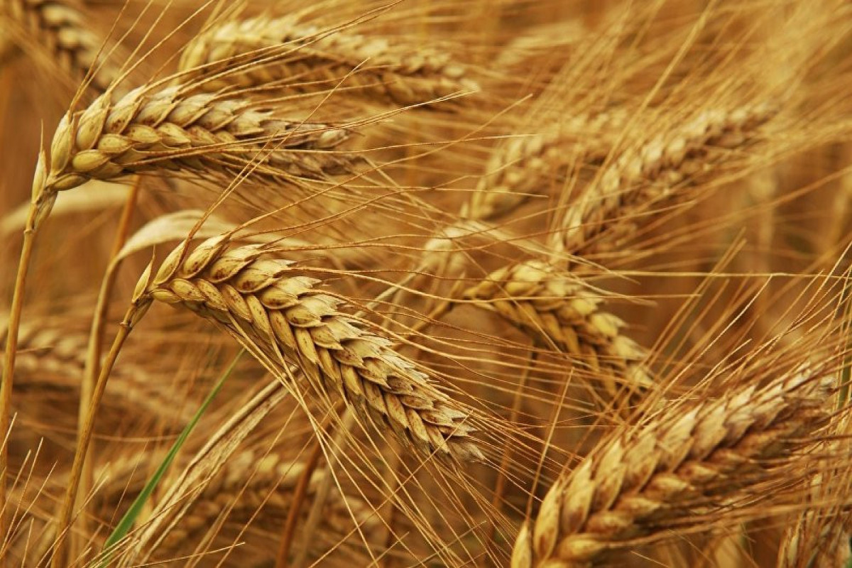 Палата: Производство и запасы пшеницы в Азербайджане сократились