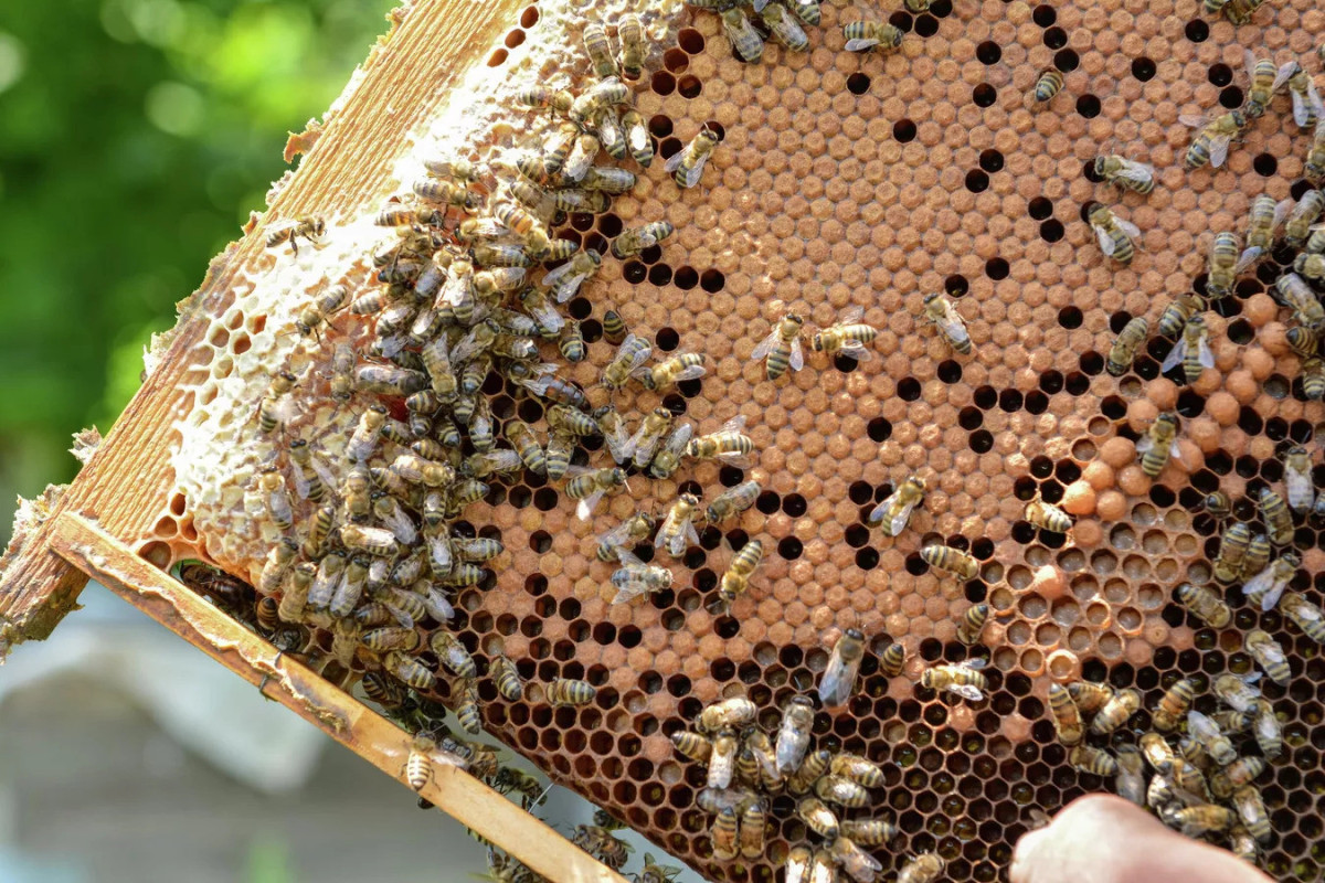 Дашкесанским пчеловодам оказаны индивидуальные аграрные консультационные услуги