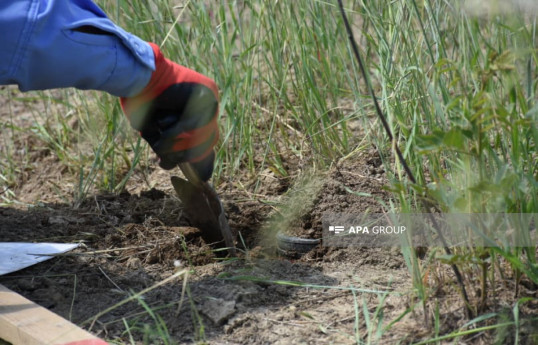 На освобожденных территориях Азербайджана от мин очищено 115 тыс. гектаров