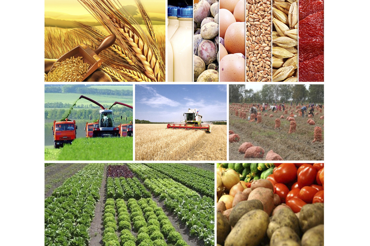 В этом году в Азербайджане выросло производство сельхозпродукции