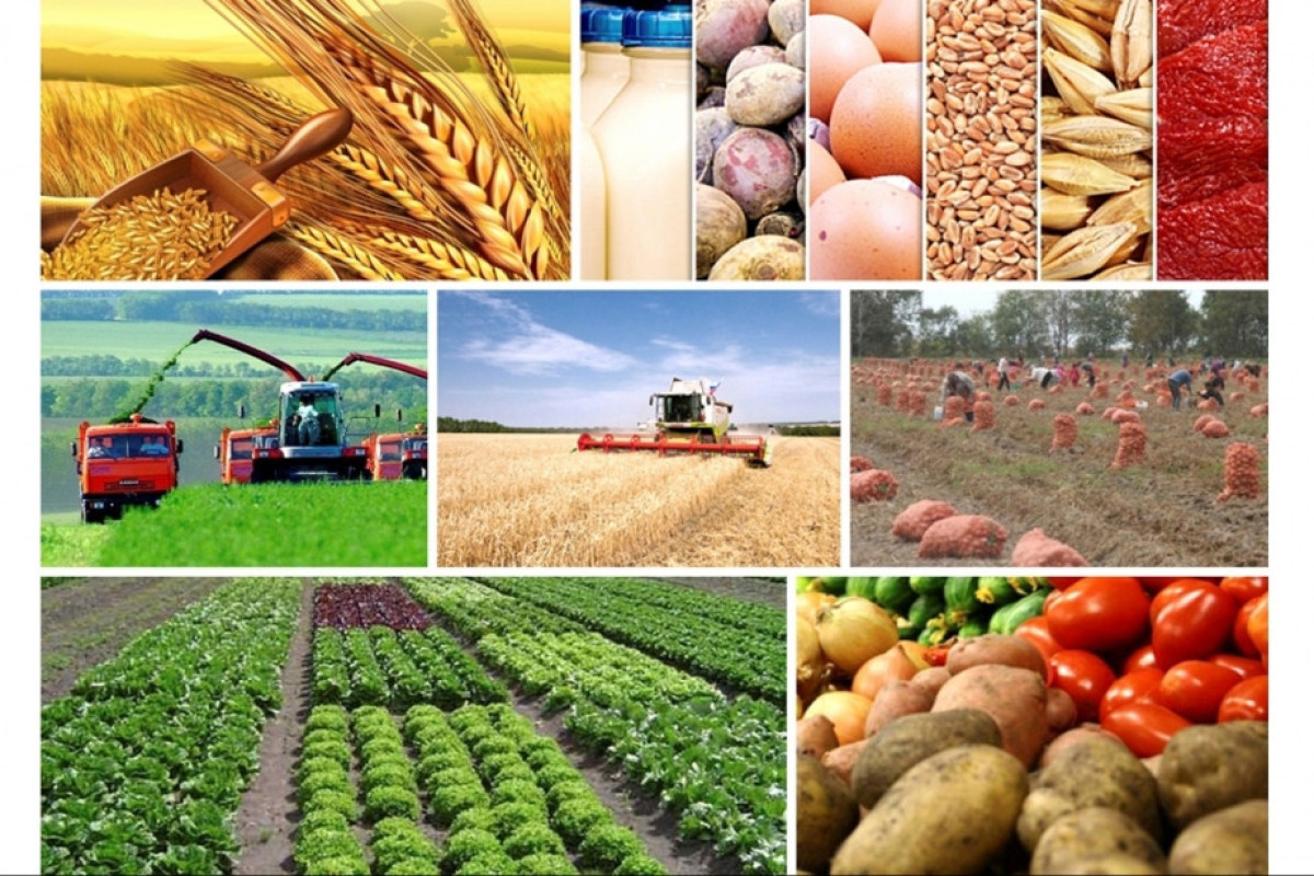 В этом году в Азербайджане производство сельхозпродукции выросло примерно на 4%