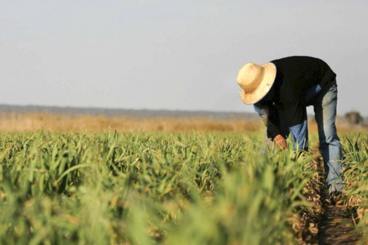В Азербайджане доходы фермеров будут освобождены от налога еще на 3 года