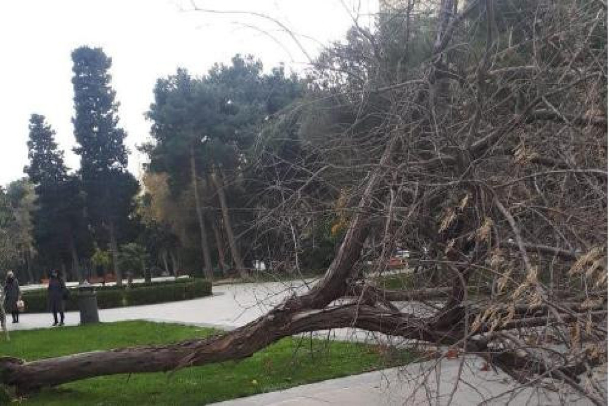Сильный ветер повалил 13 деревьев Баку