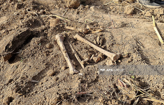 В Азербайджане обнаружены древние могилы на сельскохозяйственном поле - ФОТО-ОБНОВЛЕНО 