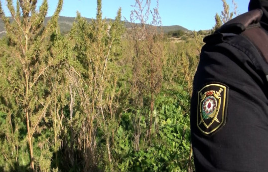 В Карабахском регионе Азербайджана обнаружена наркоплантация площадью 5 га - ВИДЕО 