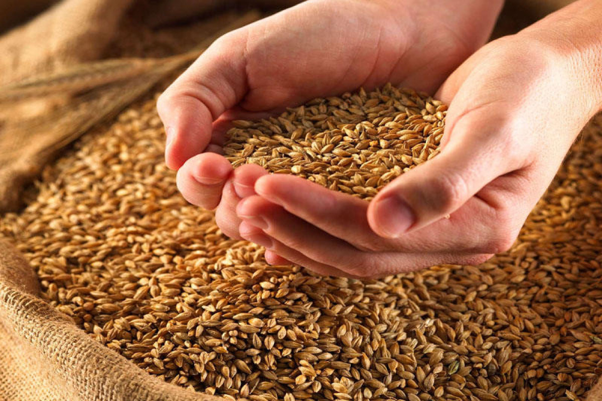 Израиль подписал с Азербайджаном и Узбекистаном соглашение о производстве пшеницы