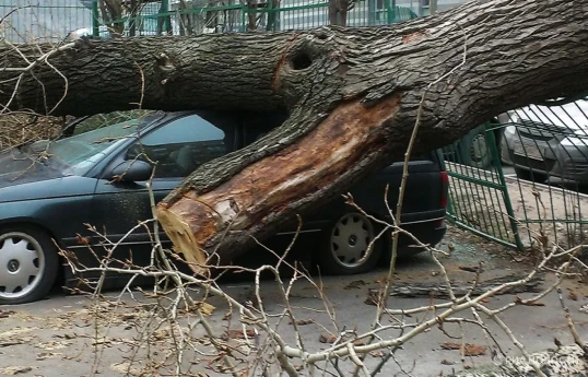 Из-за штормового ветра в Москве два человека погибли, 15 пострадали