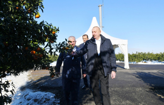 Президент Азербайджана посетил Лянкяранский район, ознакомился с условиями, созданными в цитрусовом саду ООО Lenk Fruit -ОБНОВЛЕНО 