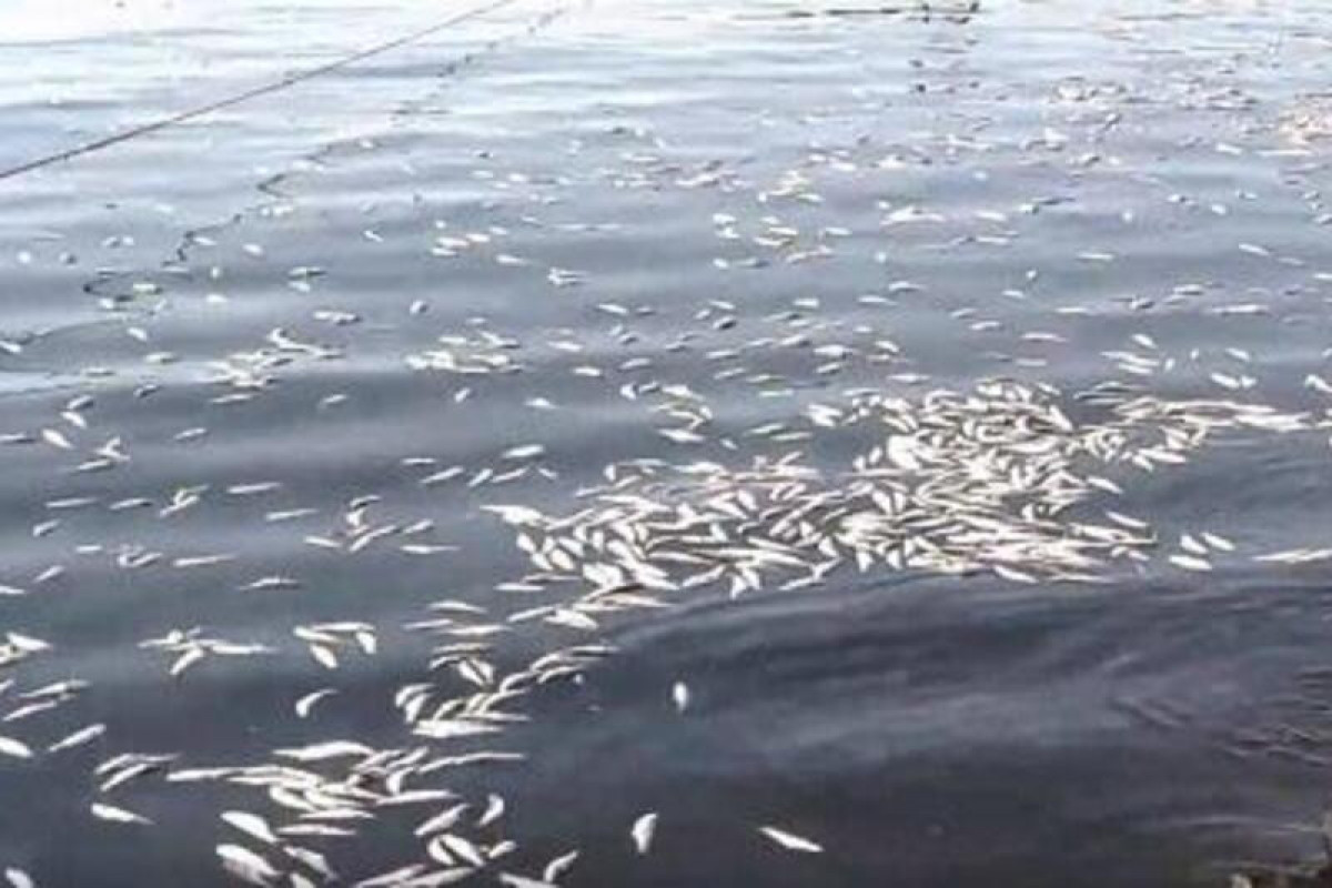 Названа причина массовой гибели рыб на берегу Каспийского моря в Говсане и Тюркяне
