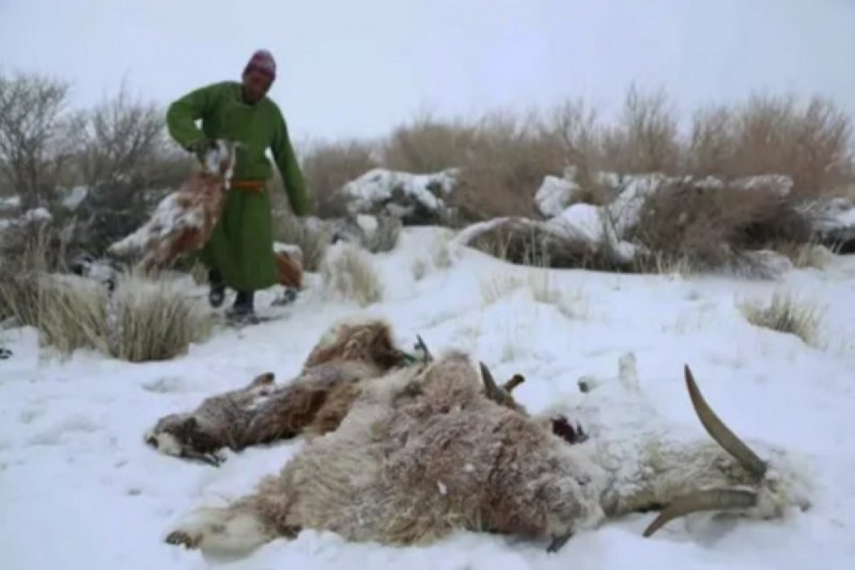 В Монголии уничтожили почти 95% из более 7 млн погибших сельскохозяйственных животных