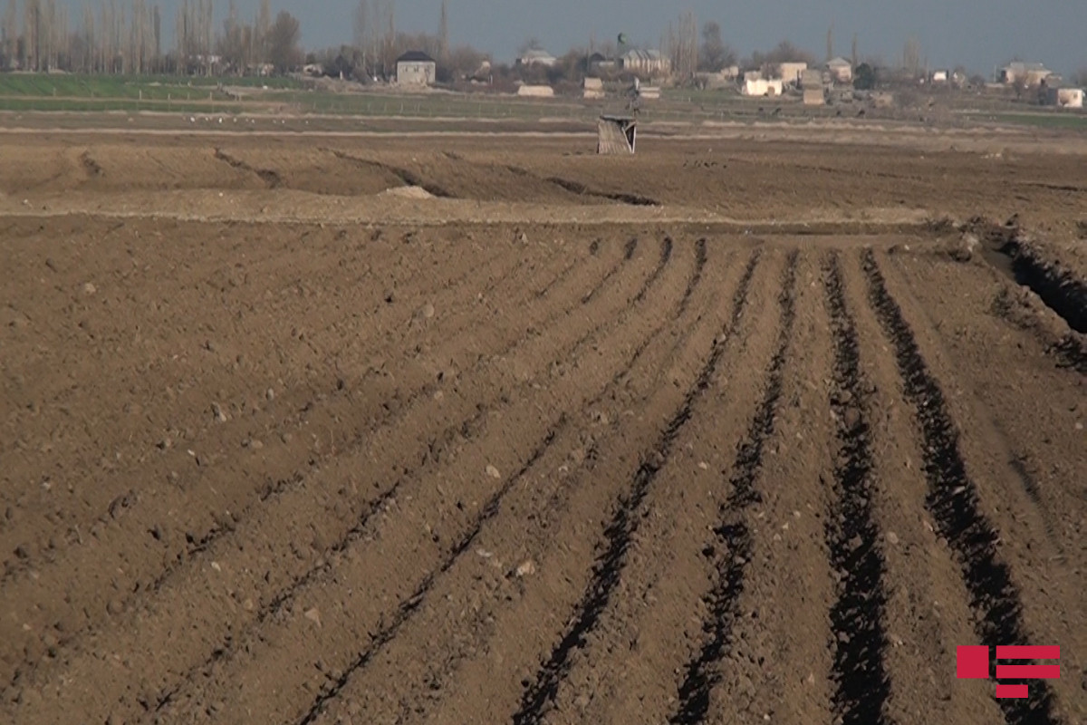 В Азербайджане создается гибкий механизм изменения целевого назначения сельскохозяйственных земель
