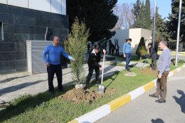В Азербайджане региональные филиалы МЧС провели акцию по посадке деревьев