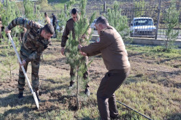 В Азербайджане региональные филиалы МЧС провели акцию по посадке деревьев