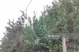 В ДТП в Агдаме пострадали 4 человека