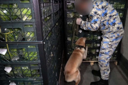 В перевозившем листовой салат  транспортном средстве обнаружена крупная партия наркотиков-ВИДЕО 