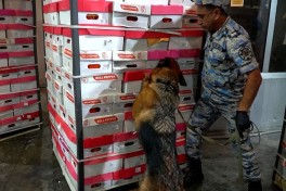 В партии перца, перевозившейся из Ирана в Россию, обнаружено более 25 кг марихуаны — ФОТО — ВИДЕО 