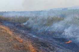 В Лянкяране начался пожар на открытой местности вблизи магистрали