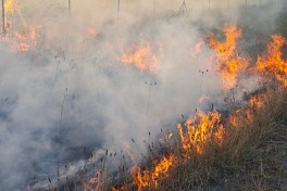 В Лянкяране начался пожар на открытой местности вблизи магистрали
