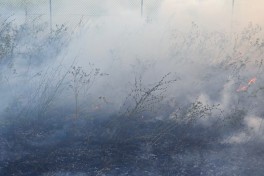 В Лянкяране начался пожар на открытой местности вблизи магистрали