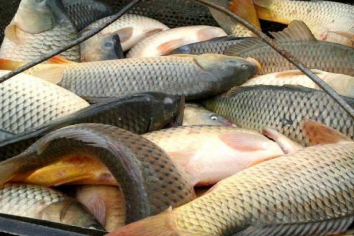 Устанавливается новый порядок продажи рыбной продукции