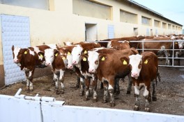 В Ходжалы состоялось ознакомление с животноводческим комплексом