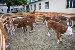 В Ходжалы состоялось ознакомление с животноводческим комплексом