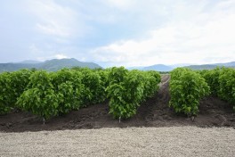 Участники заседания Координационного штаба ознакомились с инфраструктурой в селе Дашбулаг Ходжалинского района
