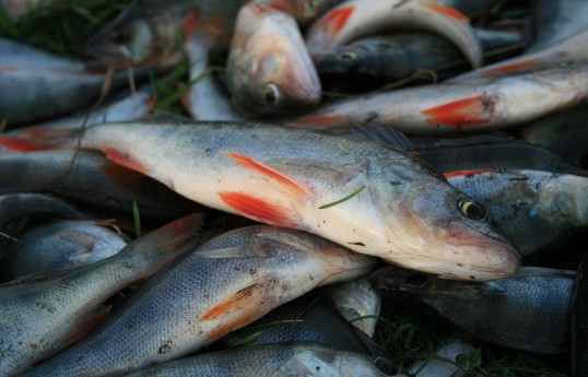 Россия ограничила поставки рыбной продукции со всех предприятий Армении
