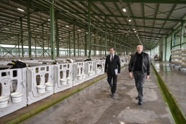 Президент Ильхам Алиев принял участие в открытии животноводческого комплекса «Ширван Агро» в Шамахы