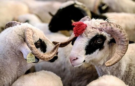 УМК издало фетву, обнародовано время совершения намаза по случаю Гурбан байрамы -ОБНОВЛЕНО 