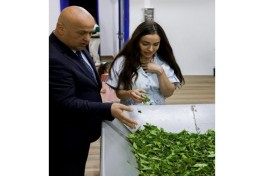 Лейла Алиева ознакомилась в Лянкяране с фермерским хозяйством «Зеленый чай»-ФОТО 