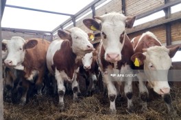 Началась раздача племенного скота жителям Агдама, Ходжалы и Лачина -ФОТО 
