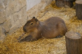 Лейла Алиева посетила ферму Capybara Azerbaijan в Шамахы