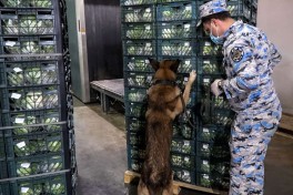 Пресечена попытка контрабанды особо крупной партии наркотиков транзитом через Азербайджан