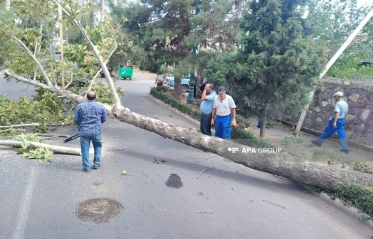 Сильный ветер нанёс ущерб в Барде, Тертере и Агдаме — ФОТО 