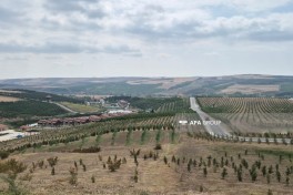 В комплексе «Насими баглары» в Шамахы посажено более 150 тысяч деревьев и растений -ФОТО 