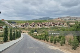 В комплексе «Насими баглары» в Шамахы посажено более 150 тысяч деревьев и растений -ФОТО 